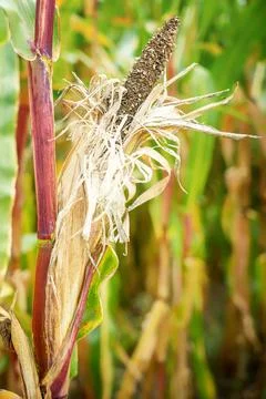 Maize crop failure and corn smut disease from extreme summer heat. Stock-Fotos