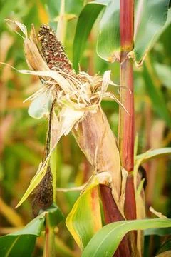 Maize crop failure and corn smut disease from extreme summer heat. Stock-Fotos