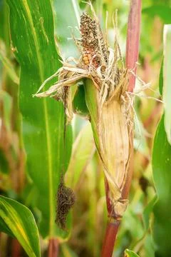 Maize crop failure and corn smut disease from extreme summer heat. Stock-Fotos