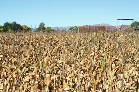 Maize crop Stock Photos