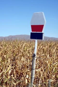 Maize crop Stock Photos