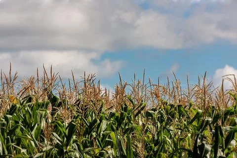 Maize crop Stock Photos
