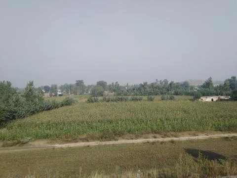 Maize crop  Stock Photos