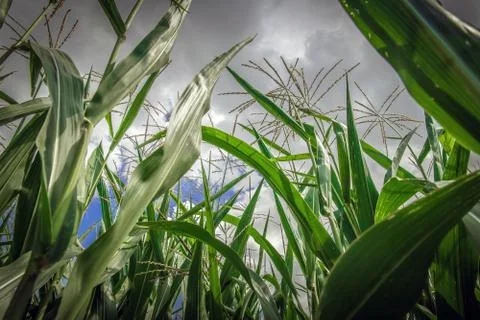 Maize Crops Closeup.  Stock Photos
