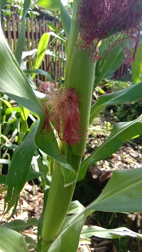 Maize Crops Stock Footage 300451009