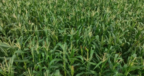 Maize crops in growth at field Video stock 208536634