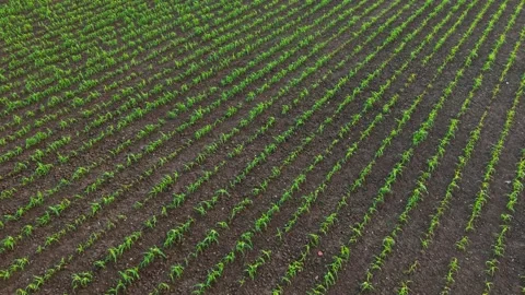 Maize cultivation pattern forming curved field rows across arable land. Healthy Vidéo 339342478
