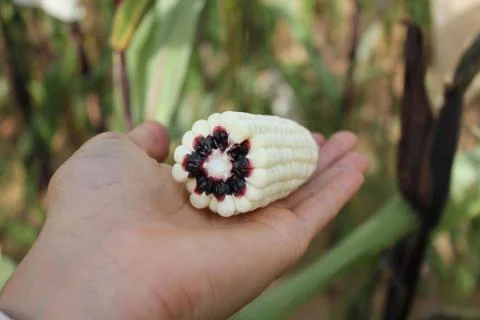 Maize ear with cross section that show colors of purple cob on a human hand. Stock Photos