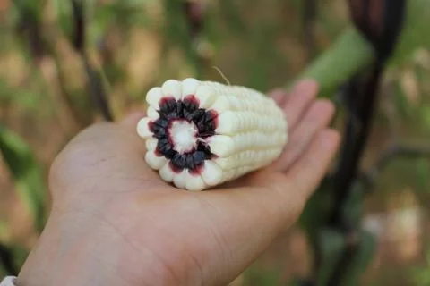 Maize ear with cross section that show colors of purple cob on a human hand. Stock Photos
