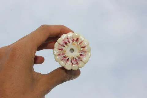 Maize ear with cross section that show colors of purple cob on a human hand. Stock Photos