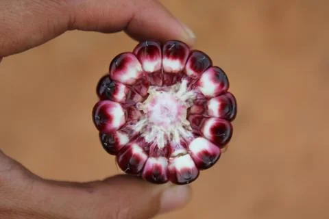 Maize ear by cross section that show colors of cob and kernel on a human hand. Stock Photos