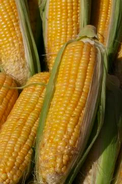 Maize ear Stock Photos