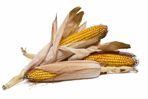 Maize ears isolated over white. Stock Photos
