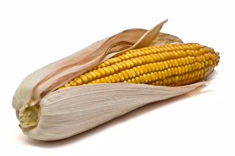 Maize ears isolated over white. Stock Photos