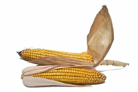 Maize ears isolated over white. Foto stock