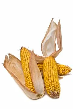 Maize ears isolated over white. Stock Photos