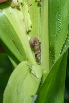 In the maize field, the armyworm attack the maize leaves, causing damage to.. Foto stock