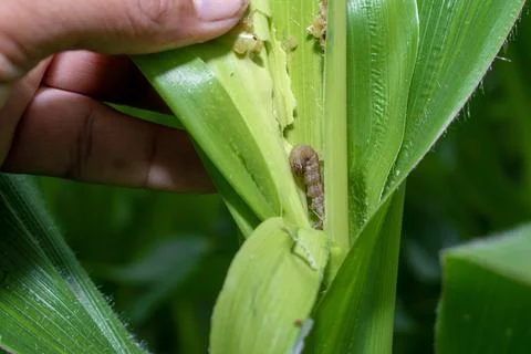 In the maize field, the armyworm attack the maize leaves, causing damage to.. Stock Photos