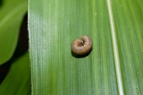 In the maize field, the armyworm attack the maize leaves, causing damage to.. Stock-Fotos