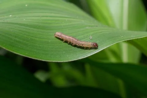 In the maize field, the armyworm attack the maize leaves, causing damage to.. Stock-Fotos