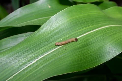 In the maize field, the armyworm attack the maize leaves, causing damage to.. Foto stock