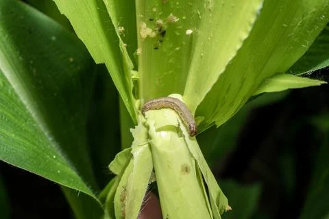 In the maize field, the armyworm attack the maize leaves, causing damage to.. Stock Photos