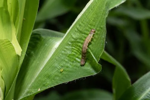 In the maize field, the armyworm attack the maize leaves, causing damage to.. Stock-Fotos