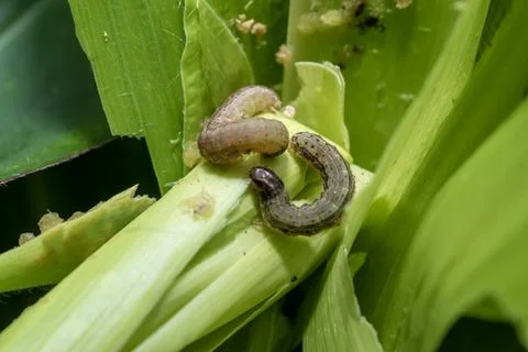 In the maize field, the armyworm attack the maize leaves, causing damage to.. Stock Photos
