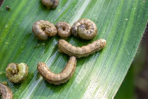 In the maize field, the armyworm attack the maize leaves, causing damage to.. Stock Photos