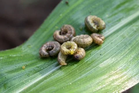 In the maize field, the armyworm attack the maize leaves, causing damage to.. Stock-Fotos