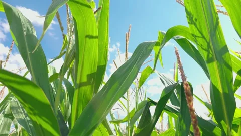 Maize field beneath blue summer sky. Tall corn plants with tassels and vibrant Stock Footage 341334090