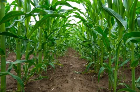 Maize field close up. Corn plants growing in cultivated agricultural field. Foto stock