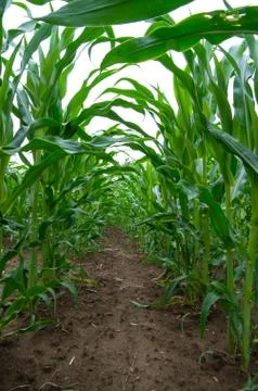 Maize field close up. Rows of young corn plants. Stock Photos