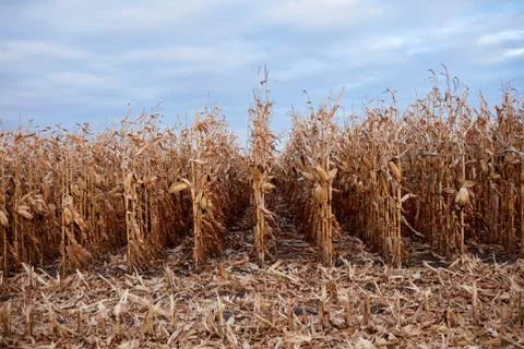 Maize field during the fall harvest Stock Photos