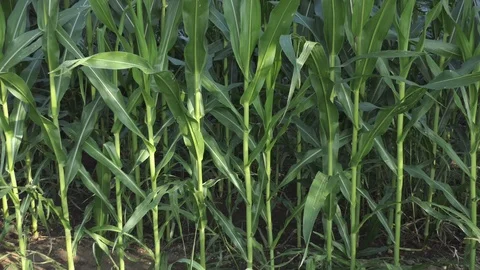 Maize field extreme zoom in Stock-Footage 112005179