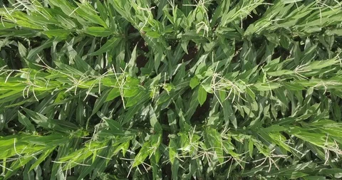 Maize Field Video stock 93080663