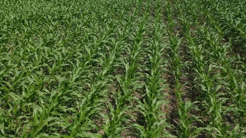 Maize field Stock Footage 111313012