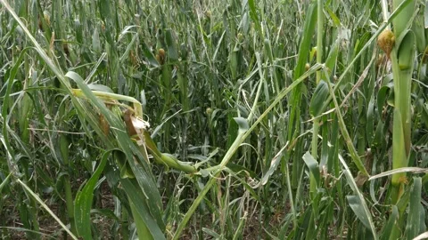 Maize field got destroyed by a hailstorm, heavy weather due to climate change Stock Footage 158800006