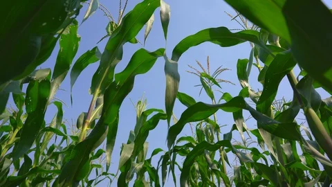 Maize field or corn cob garden agriculture on blue sky, organic farm food Video stock 123975588