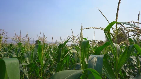 Maize field or corn cob garden agriculture on blue sky, organic farm food Vidéo 123975602