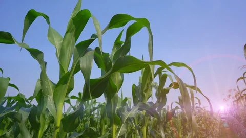 Maize field or corn cob garden agriculture on blue sky, organic farm food Video stock 123975831