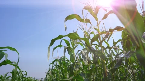 Maize field or corn cob garden agriculture on blue sky, organic farm food Stock Footage 123975860