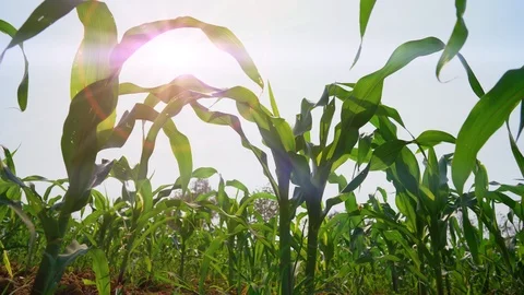 Maize field or corn cob garden agriculture on blue sky, organic farm food Stockbeeldmateriaal 123976030