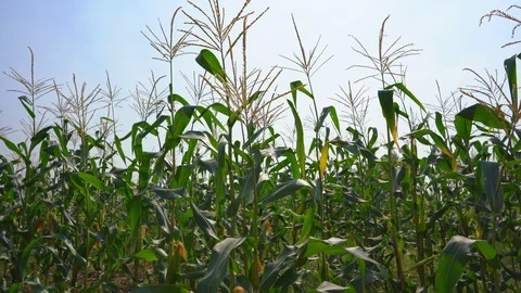 Maize field or corn cob garden agriculture on blue sky, organic farm food Stockbeeldmateriaal 124012167
