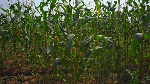 Maize field or corn cob garden agriculture on blue sky, organic farm food 動画素材 124012239