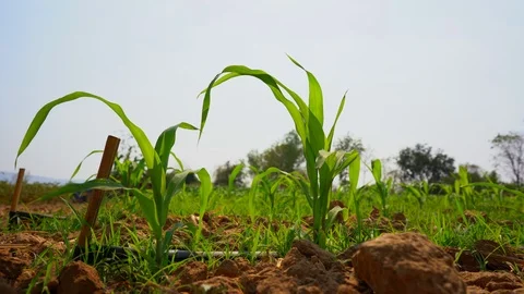 Maize field or corn seeding garden agriculture on blue sky, organic farm food Stock Footage 124012030