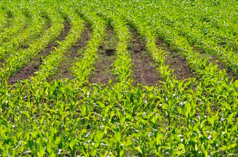 Maize field Stock Photos