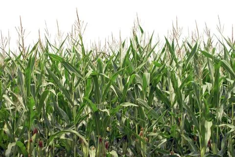 Maize field Stock Photos