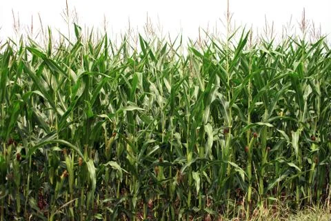 Maize field Stock Photos