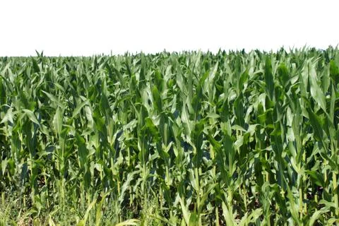 Maize field Stock Photos